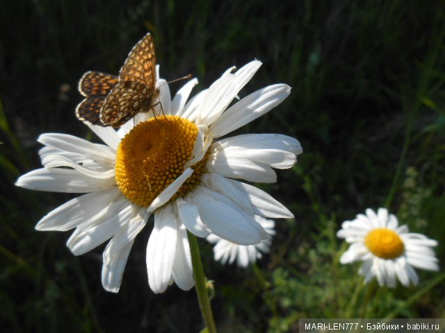 Любимая деревня! И с вами снова Феня-озорница