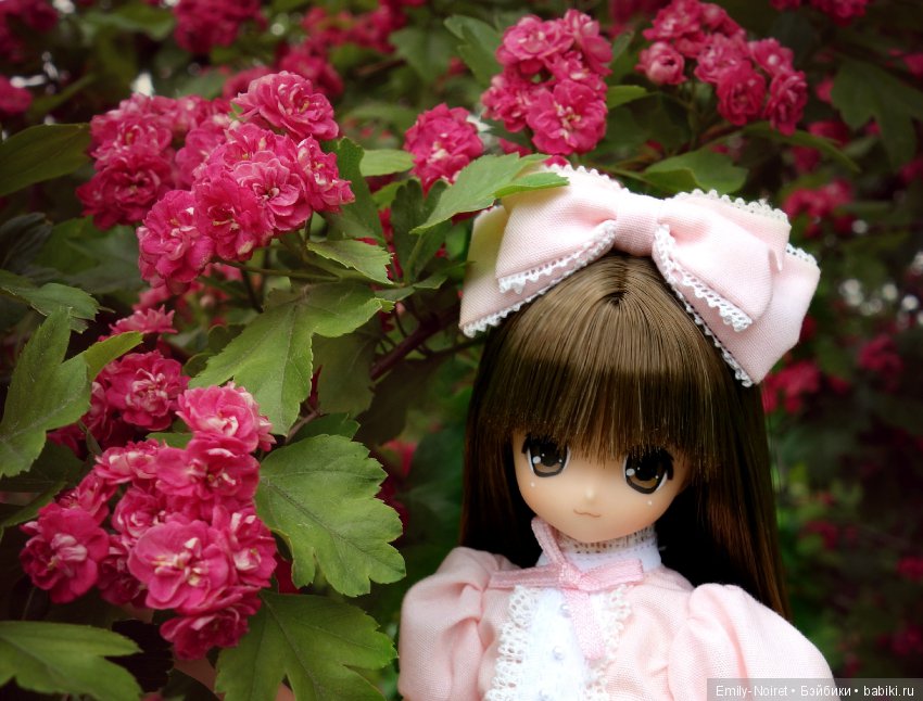 Koron Bear Komorebimori no Dobutsutachi