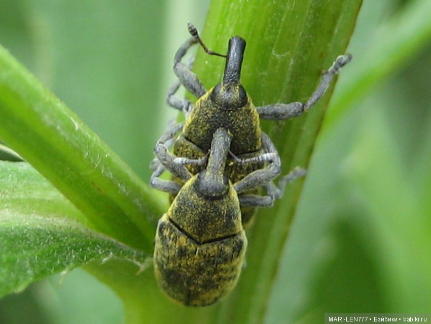 Фенечка и ее любимая подружка! Часть 1 - знакомство