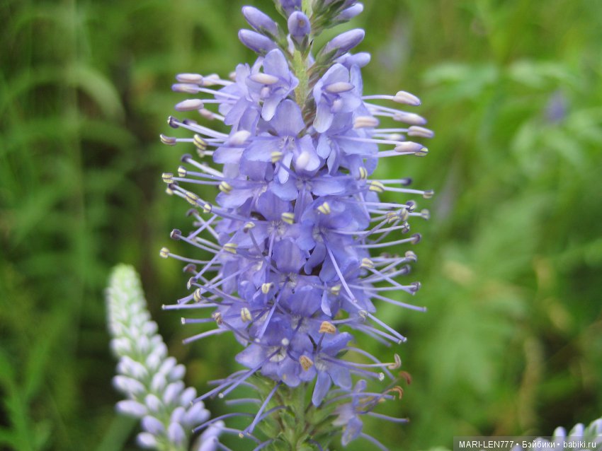 Фенечка и ее любимая подружка! Часть 1 - знакомство