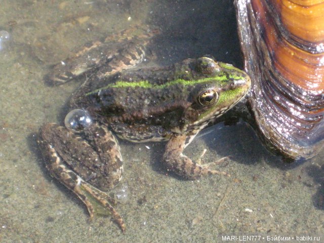 Фенечка и ее любимая подружка! Часть 2 - продолжение истории