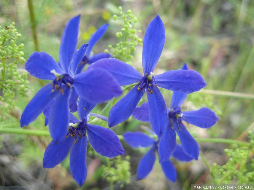 Фенечка и ее любимая подружка! Часть 1 - знакомство