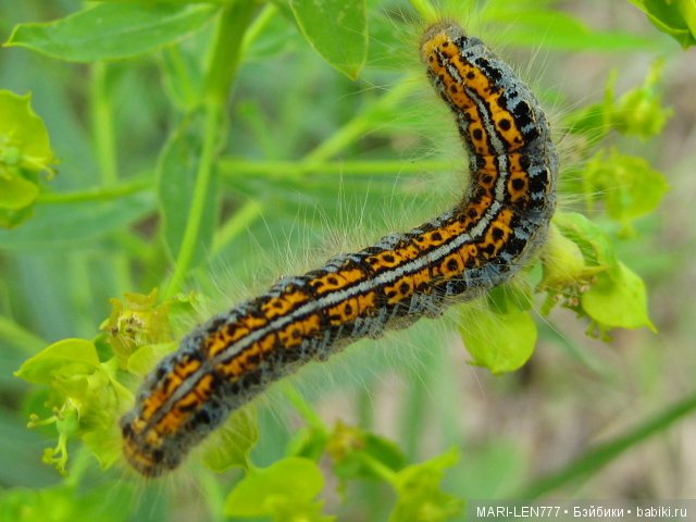Фенечка и ее любимая подружка! Часть 1 - знакомство