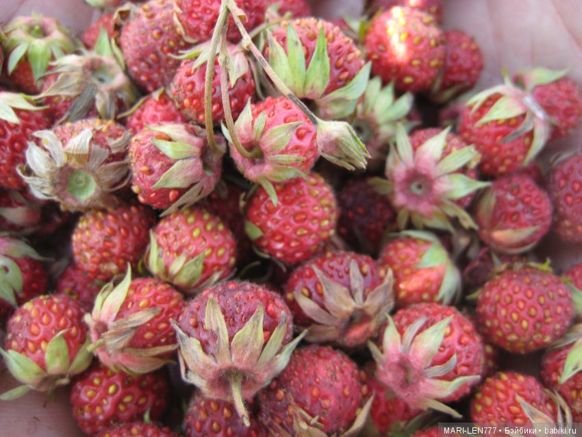 Фенечка и ее любимая подружка! Часть 1 - знакомство