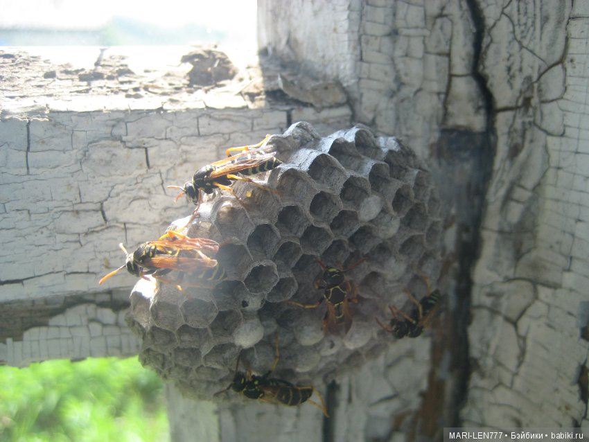 Фенечка и ее любимая подружка! Часть 1 - знакомство