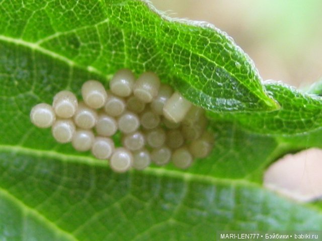 Фенечка и ее любимая подружка! Часть 1 - знакомство