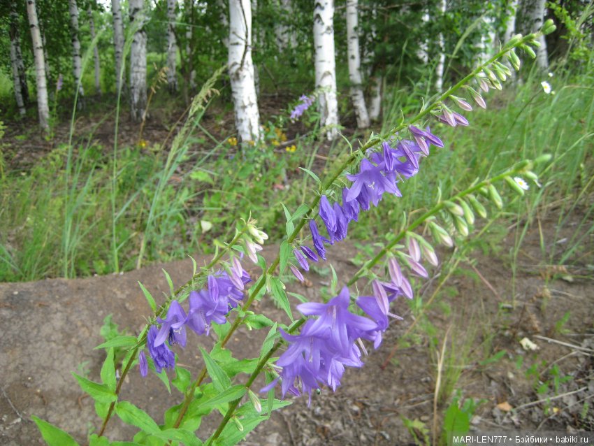 Фенечка и ее любимая подружка! Часть 1 - знакомство