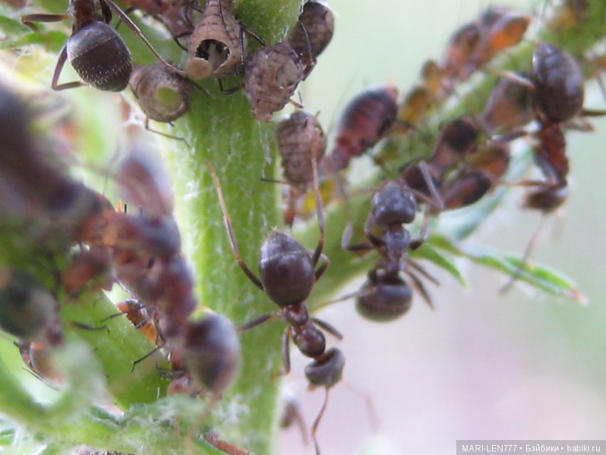 Фенечка и ее любимая подружка! Часть 1 - знакомство