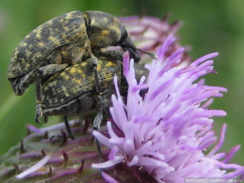 Фенечка и ее любимая подружка! Часть 1 - знакомство