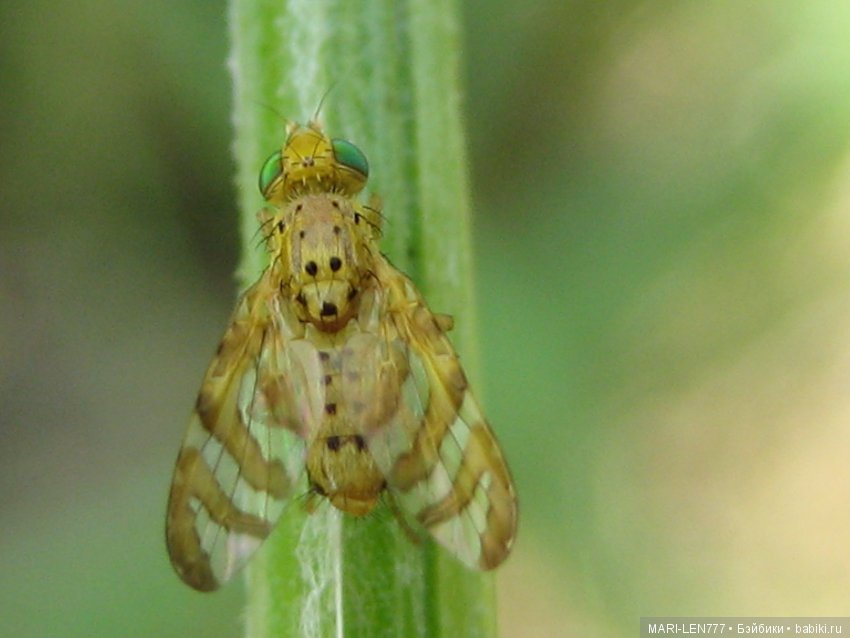Фенечка и ее любимая подружка! Часть 1 - знакомство