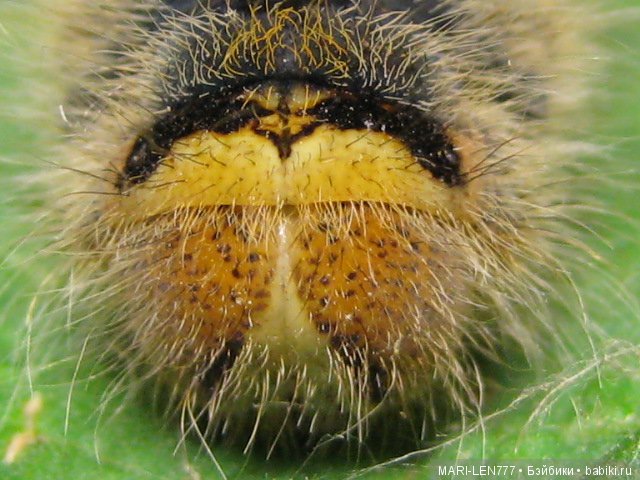 Фенечка и ее любимая подружка! Часть 1 - знакомство