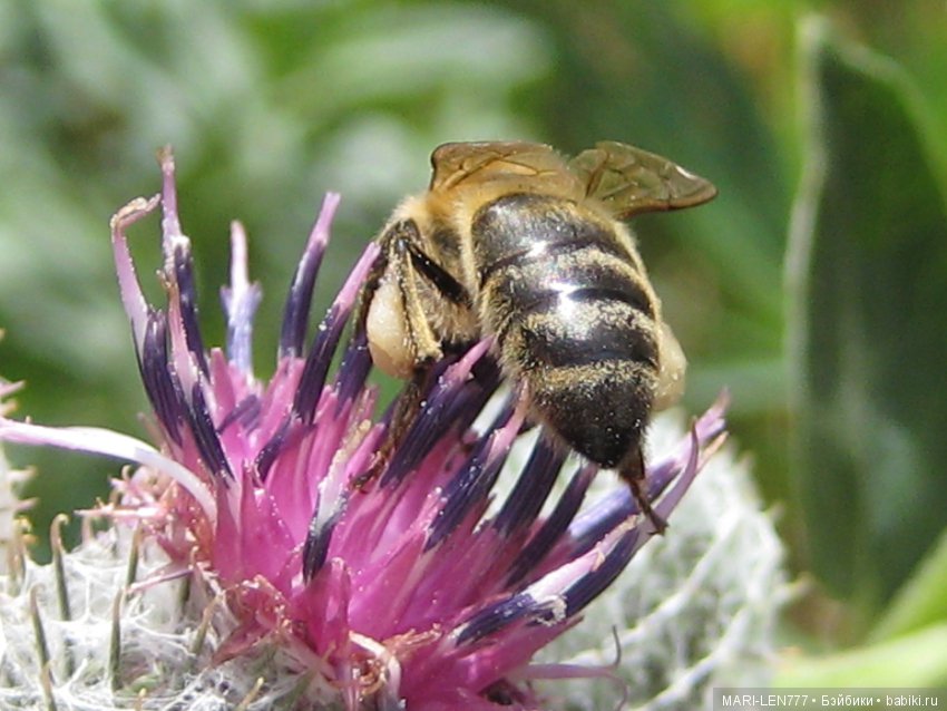 Фенечка и ее любимая подружка! Часть 1 - знакомство