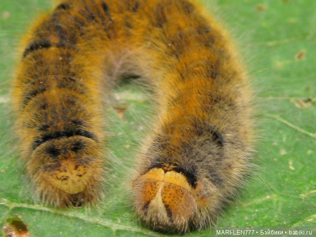 Фенечка и ее любимая подружка! Часть 1 - знакомство