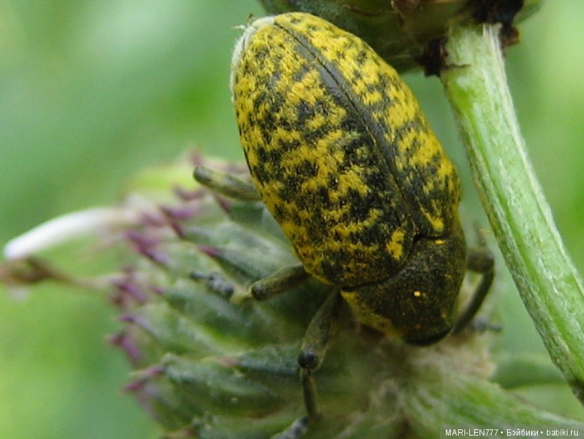 Фенечка и ее любимая подружка! Часть 1 - знакомство