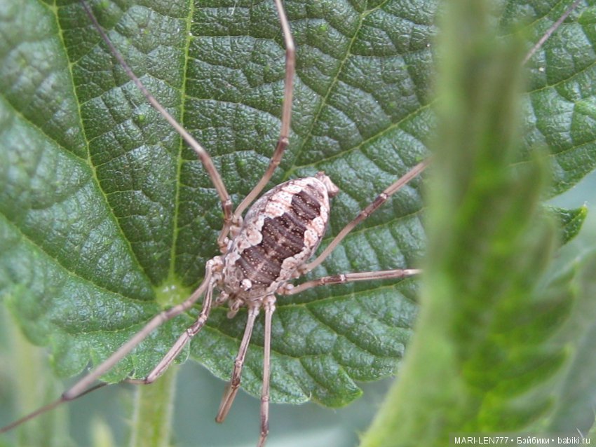 Фенечка и ее любимая подружка! Часть 1 - знакомство