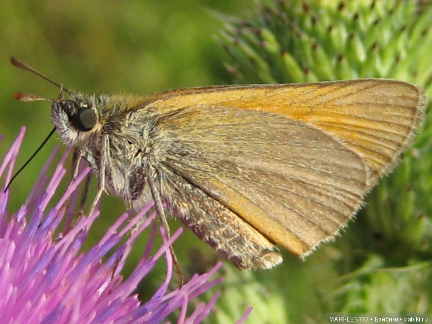 Фенечка и ее любимая подружка! Часть 1 - знакомство