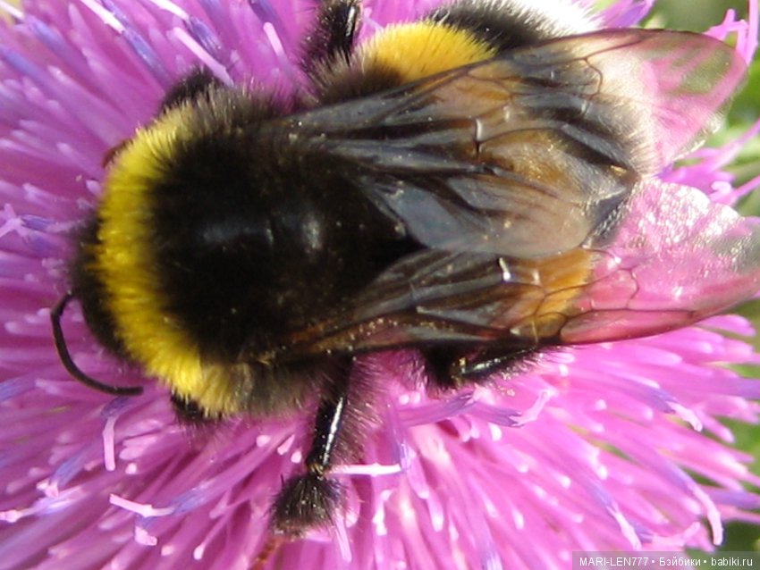 Фенечка и ее любимая подружка! Часть 1 - знакомство