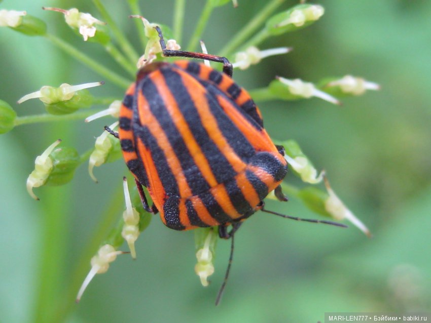 Фенечка и ее любимая подружка! Часть 1 - знакомство