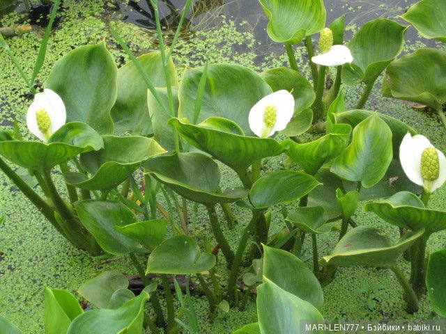 Фенечка и ее любимая подружка! Часть 2 - продолжение истории