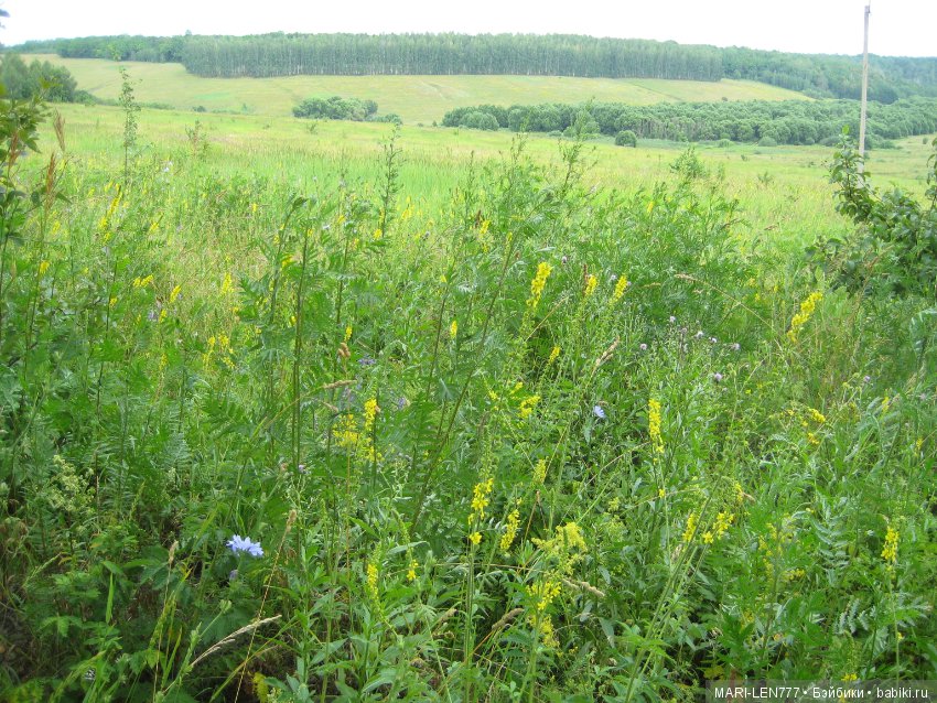 Фенечка и ее любимая подружка! Часть 2 - продолжение истории (фото 8)