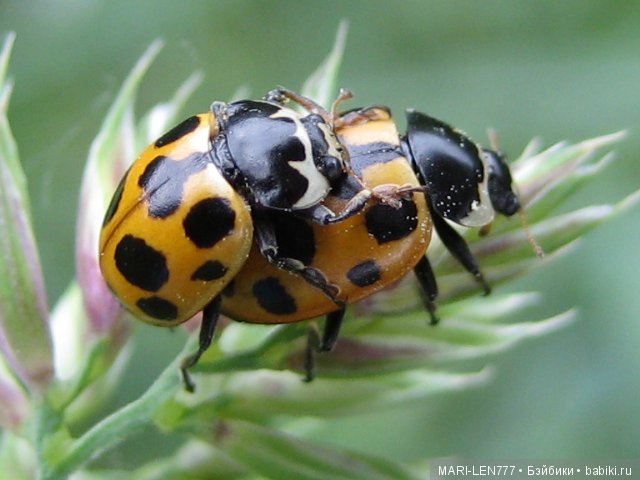 Фенечка и ее любимая подружка! Часть 1 - знакомство