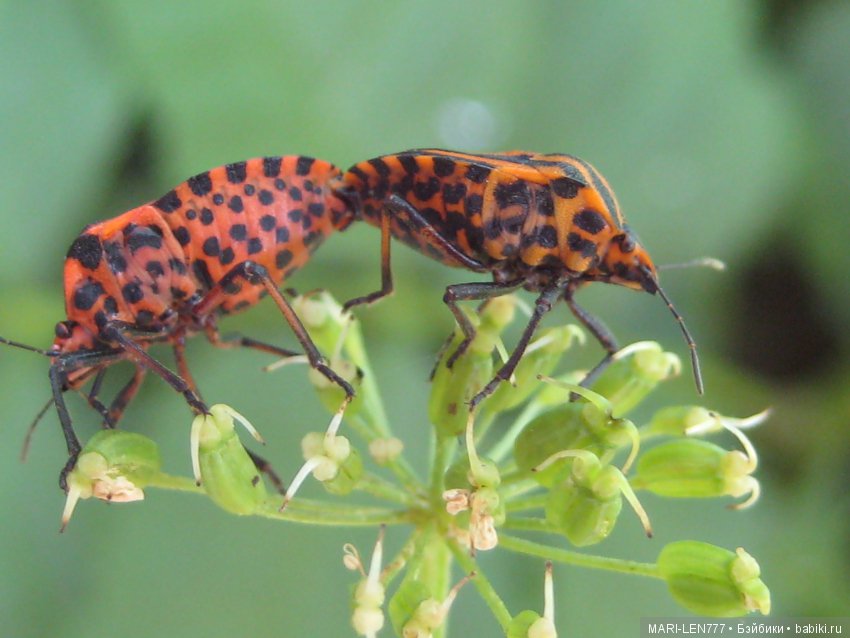 Фенечка и ее любимая подружка! Часть 3 - продолжение следует