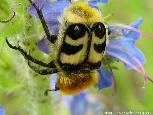 Фенечка и ее любимая подружка! Часть 3 - продолжение следует