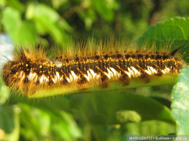 Фенечка и ее любимая подружка! Часть 3 - продолжение следует