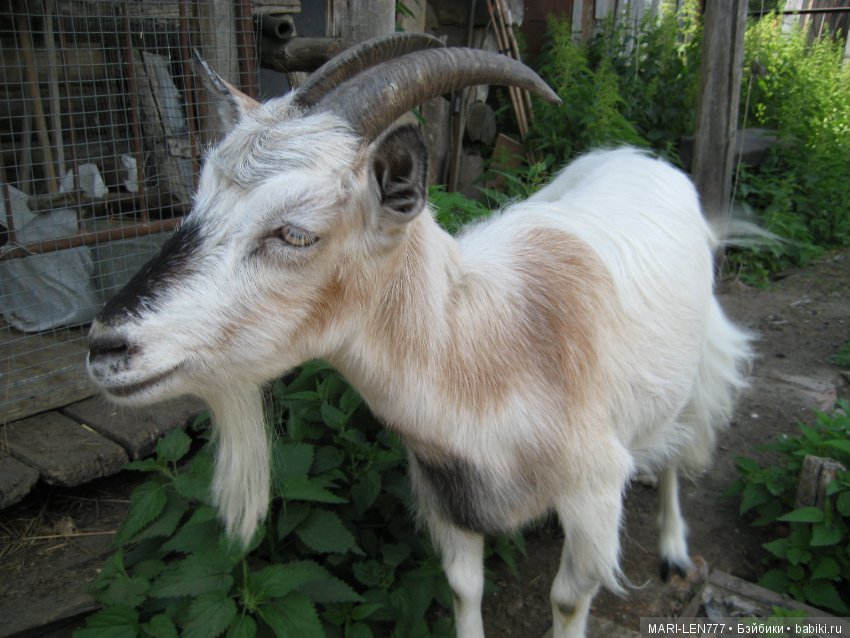 Фенечка и ее любимая подружка! Часть 3 - продолжение следует