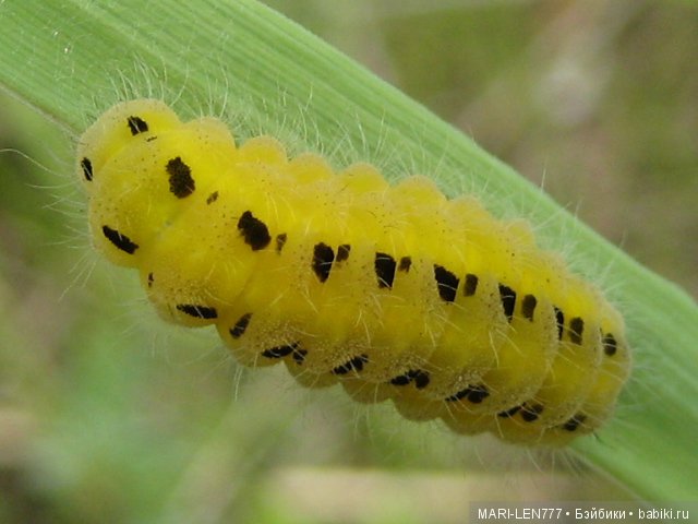 Фенечка и ее любимая подружка! Часть 2 - продолжение истории