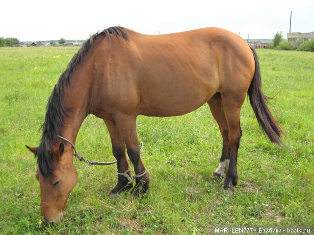 Фенечка и ее любимая подружка! Часть 3 - продолжение следует