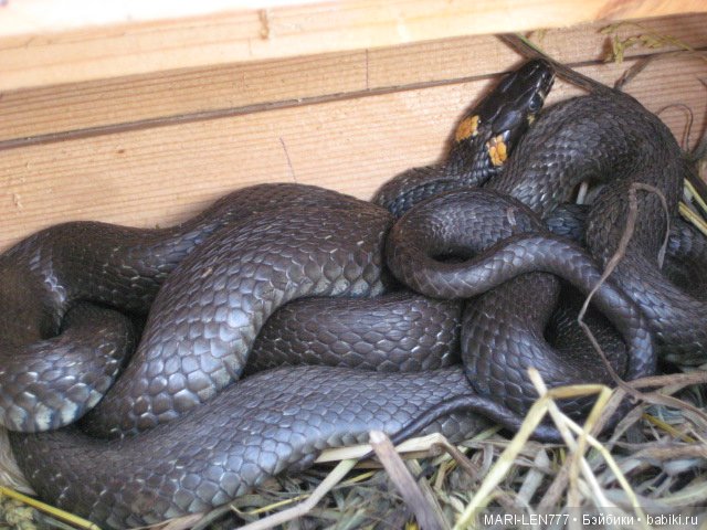 Фенечка и ее любимая подружка! Часть 3 - продолжение следует