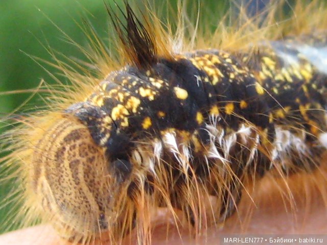 Фенечка и ее любимая подружка! Часть 2 - продолжение истории