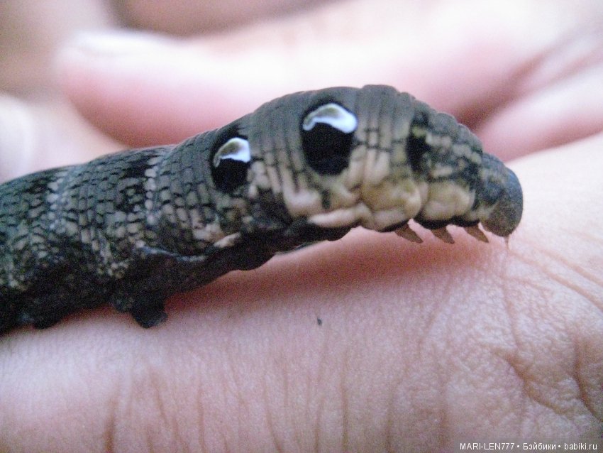 Фенечка и ее любимая подружка! Часть 2 - продолжение истории