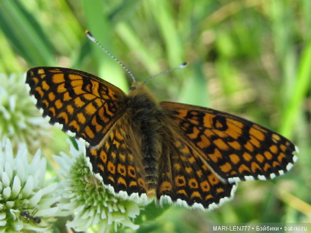 Фенечка и ее любимая подружка! Часть 2 - продолжение истории
