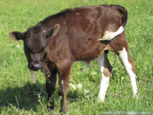 Фенечка и ее любимая подружка! Часть 3 - продолжение следует