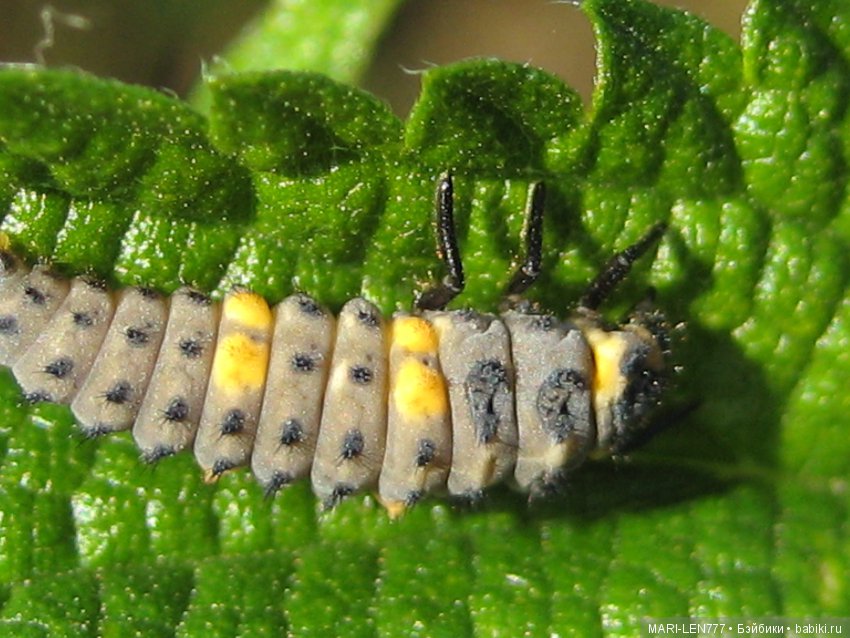 Фенечка и ее любимая подружка! Часть 2 - продолжение истории