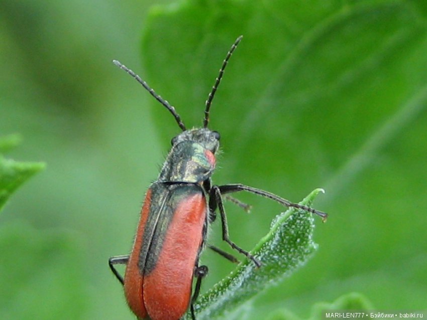 Фенечка и ее любимая подружка! Часть 3 - продолжение следует