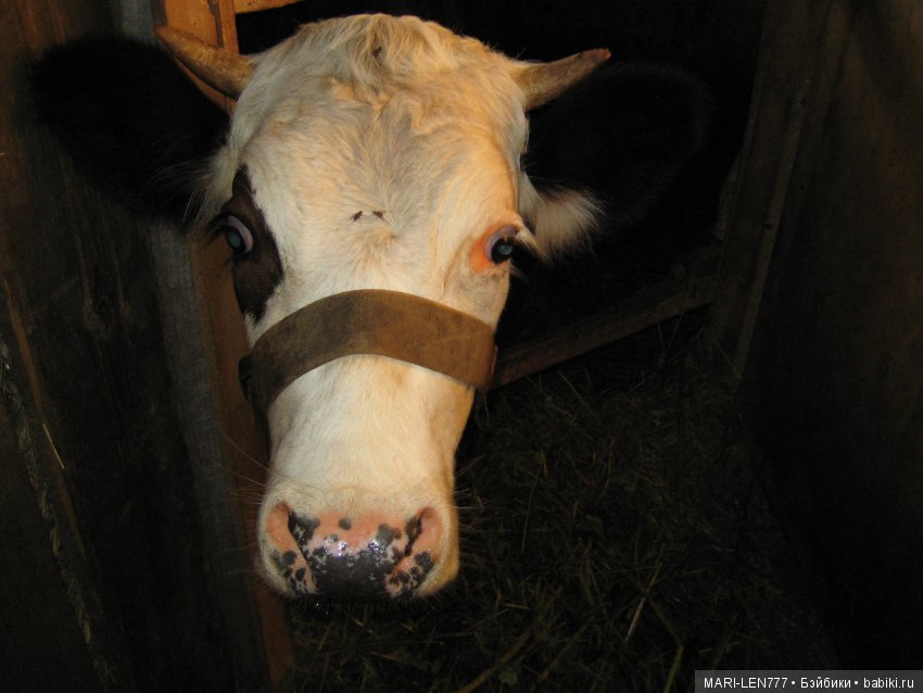 Фенечка и ее любимая подружка! Часть 3 - продолжение следует