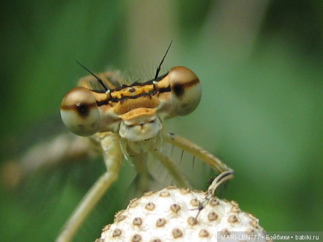 Фенечка и ее любимая подружка! Часть 2 - продолжение истории