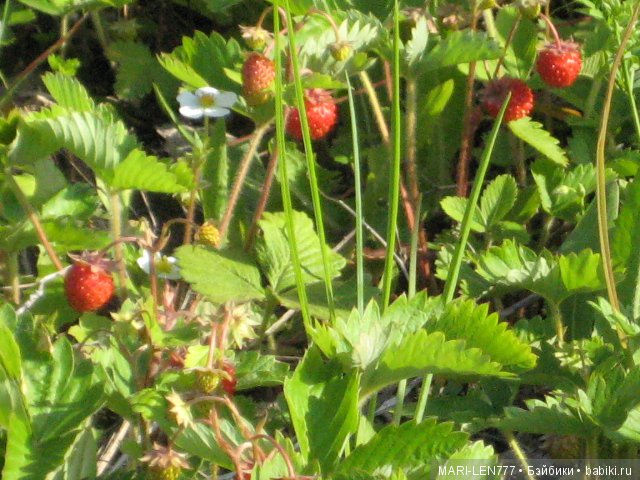 Фенечка и ее любимая подружка! Часть 3 - продолжение следует (фото 8)