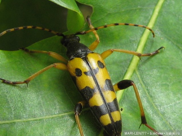 Фенечка и ее любимая подружка! Часть 3 - продолжение следует