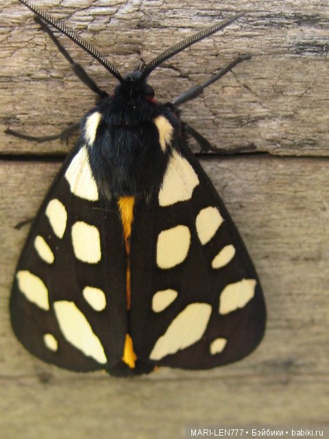 Фенечка и ее любимая подружка! Часть 2 - продолжение истории