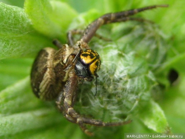 Фенечка и ее любимая подружка! Часть 2 - продолжение истории