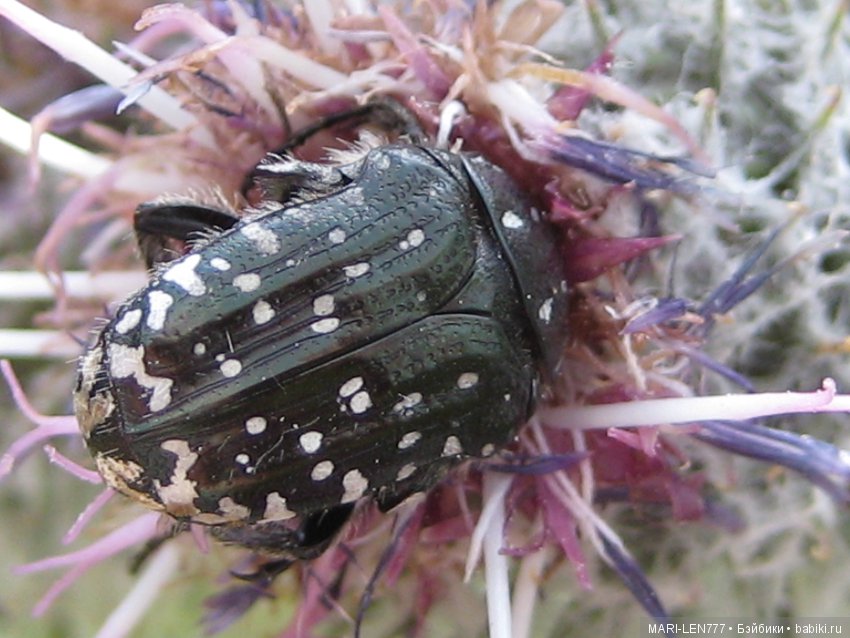 Фенечка и ее любимая подружка! Часть 3 - продолжение следует