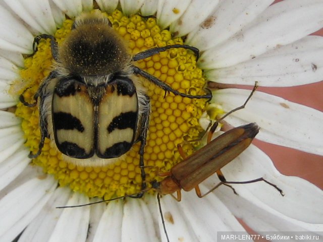 Фенечка и ее любимая подружка! Часть 3 - продолжение следует