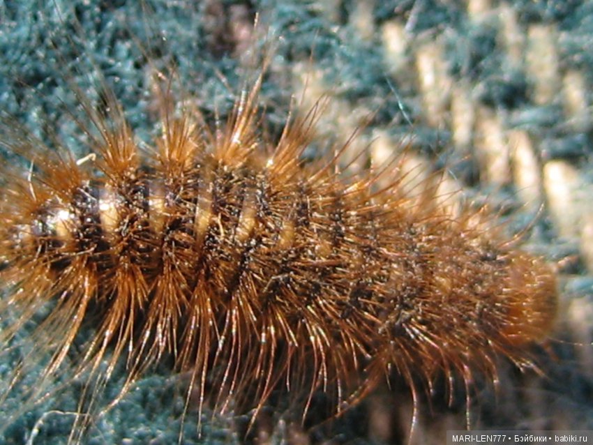 Фенечка и ее любимая подружка! Часть 3 - продолжение следует