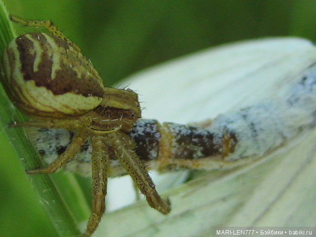 Фенечка и ее любимая подружка! Часть 2 - продолжение истории