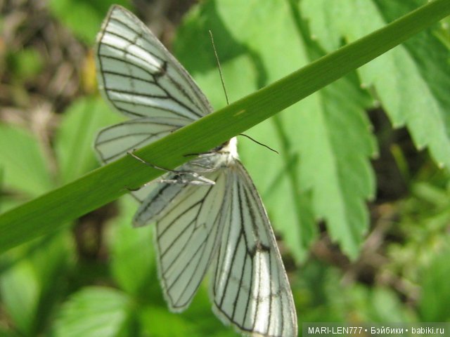 Фенечка и ее любимая подружка! Часть 2 - продолжение истории