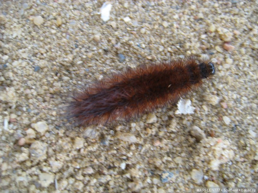 Фенечка и ее любимая подружка! Часть 3 - продолжение следует